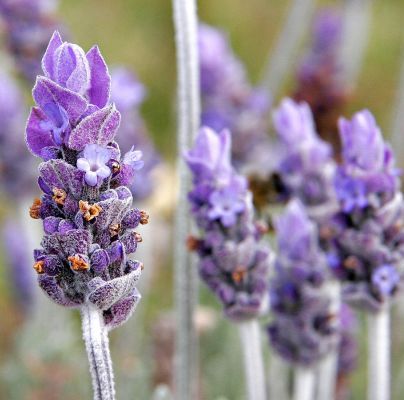 Lavender Essential Oil 40/42 3